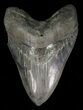 Serrated, Megalodon Tooth - Huge Meg tooth #58474-1